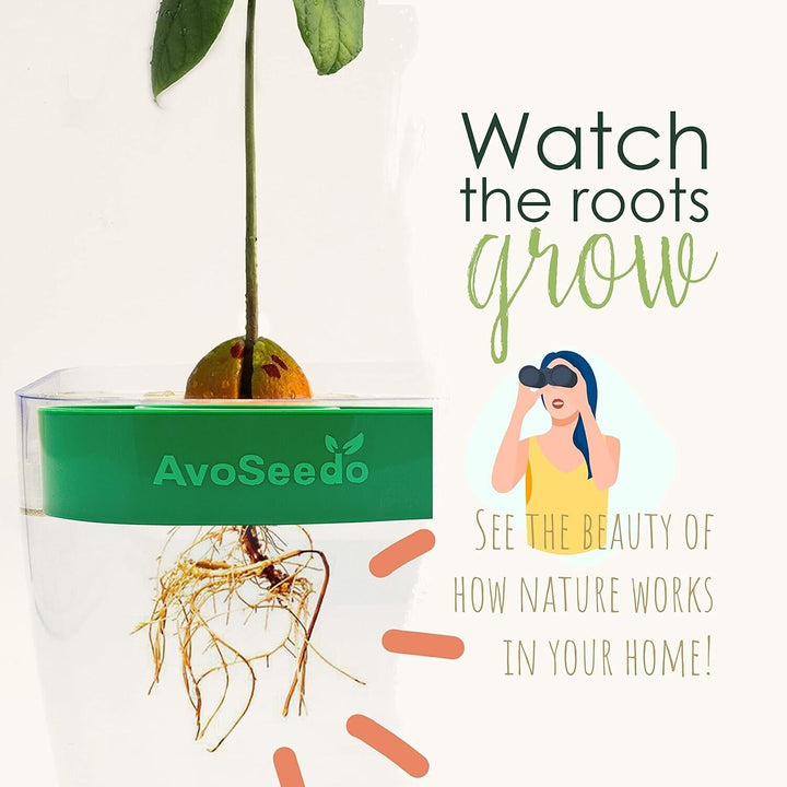 AvoSeedo Avocado Grower